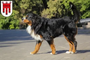 Read more about the article Bernese Mountain Dog Breeder and Puppies in Vorarlberg