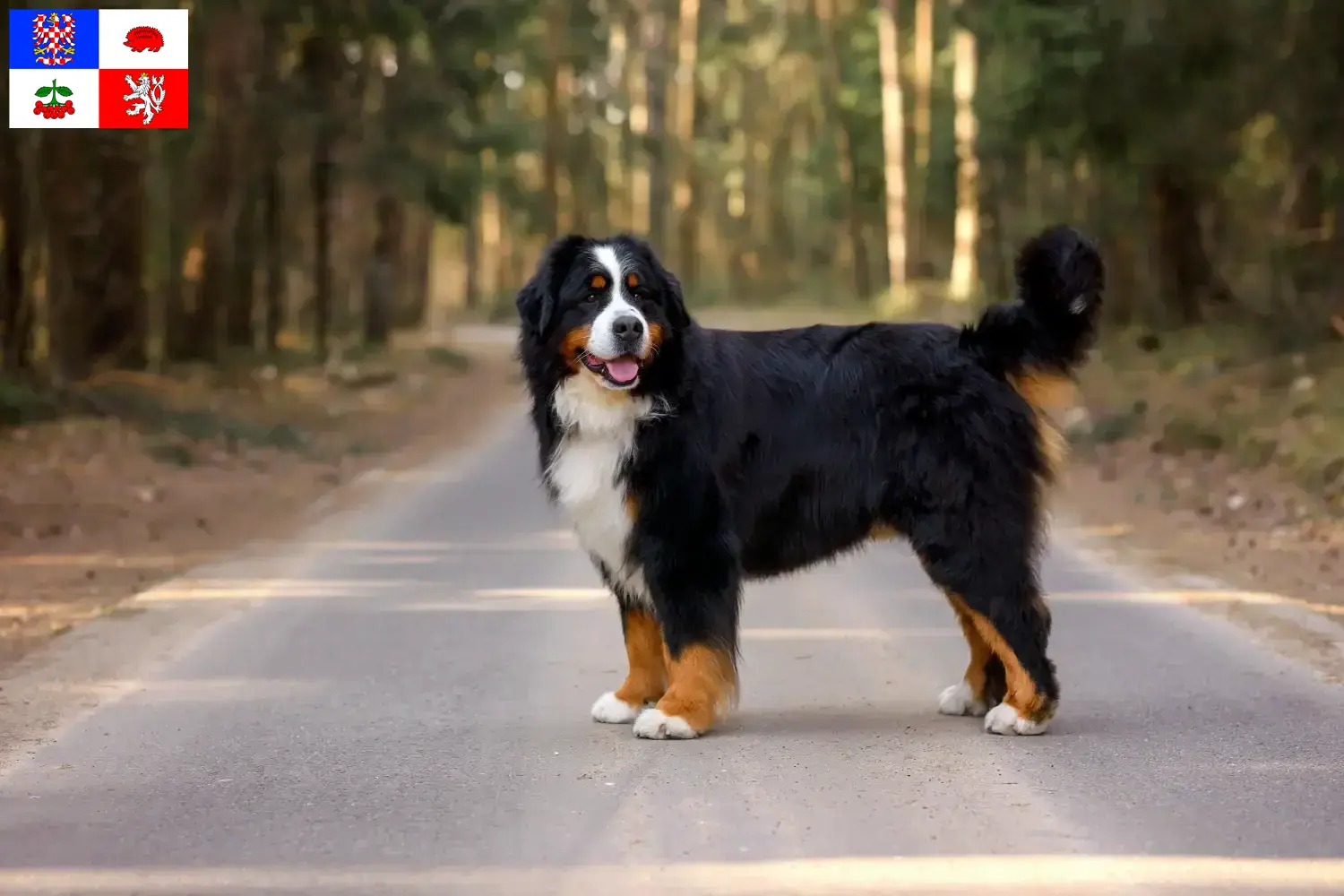 Read more about the article Bernese Mountain Dog breeder and puppies in Vysočina
