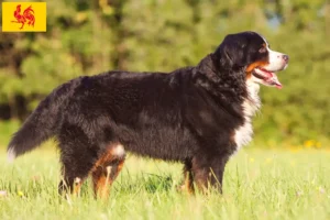 Read more about the article Bernese Mountain Dog breeders and puppies in Walloon Region