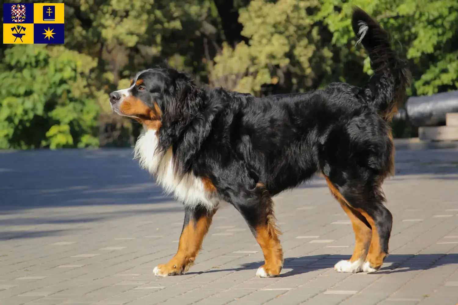 Read more about the article Bernese Mountain Dog breeder and puppies in Zlín
