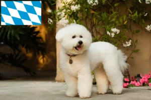 Read more about the article Bichon Frisé breeders and puppies in Bavaria