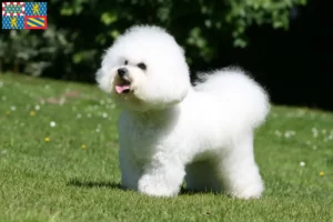 Read more about the article Bichon Frisé breeders and puppies in Bourgogne-Franche-Comté