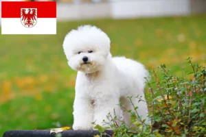 Read more about the article Bichon Frisé breeders and puppies in Brandenburg