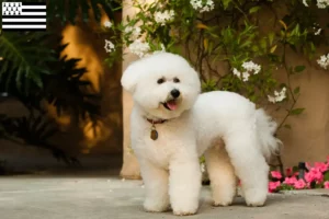 Read more about the article Bichon Frisé breeders and puppies in Brittany