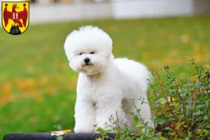 Read more about the article Bichon Frisé breeders and puppies in Burgenland