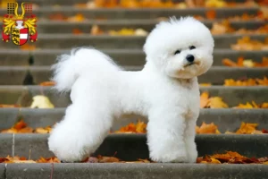 Read more about the article Bichon Frisé breeders and puppies in Carinthia