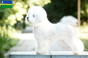 Read more about the article Bichon Frisé breeders and puppies in Flevoland