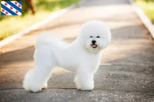 Read more about the article Bichon Frisé breeders and puppies in Friesland