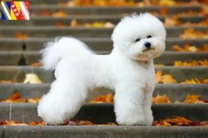 Read more about the article Bichon Frisé breeders and puppies in Grand Est