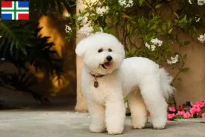 Read more about the article Bichon Frisé breeders and puppies in Groningen