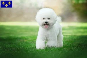 Read more about the article Bichon Frisé breeders and puppies in Île-de-France