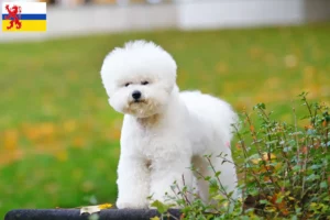 Read more about the article Bichon Frisé breeders and puppies in Limburg