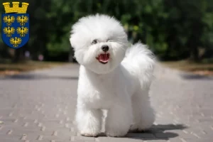 Read more about the article Bichon Frisé breeders and puppies in Lower Austria