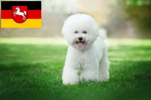 Read more about the article Bichon Frisé breeders and puppies in Lower Saxony