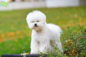 Read more about the article Bichon Frisé breeders and puppies in Midtjylland