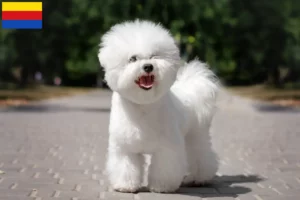 Read more about the article Bichon Frisé breeders and puppies in North Holland