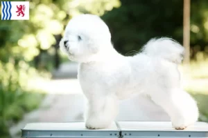 Read more about the article Bichon Frisé breeders and puppies in Nouvelle-Aquitaine