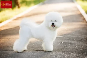 Read more about the article Bichon Frisé breeders and puppies in Occitania