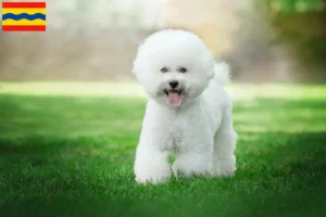 Read more about the article Bichon Frisé breeders and puppies in Overijssel