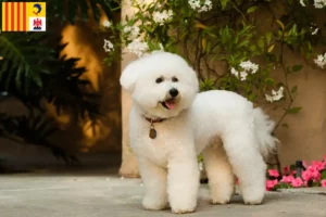 Read more about the article Bichon Frisé breeders and puppies in Provence-Alpes-Côte d’Azur