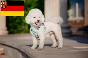 Read more about the article Bichon Frisé breeders and puppies in Rhineland-Palatinate