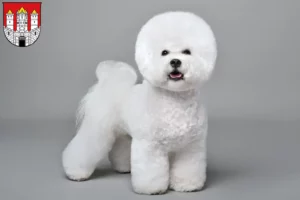 Read more about the article Bichon Frisé breeders and puppies in Salzburg