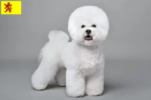 Read more about the article Bichon Frisé breeders and puppies in South Holland