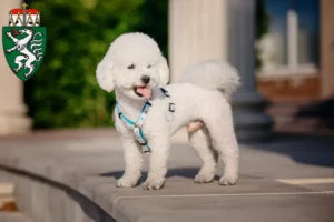 Read more about the article Bichon Frisé breeders and puppies in Styria
