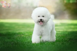 Read more about the article Bichon Frisé breeders and puppies in Syddanmark