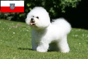 Read more about the article Bichon Frisé breeders and puppies in Thuringia