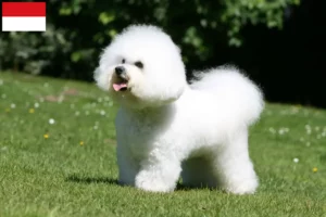 Read more about the article Bichon Frisé breeders and puppies in Vienna