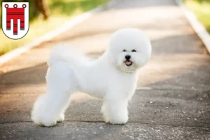 Read more about the article Bichon Frisé breeders and puppies in Vorarlberg