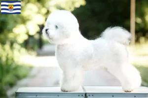 Read more about the article Bichon Frisé breeders and puppies in Zeeland