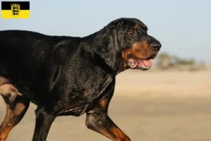 Read more about the article Black and Tan Coonhound breeders and puppies in Baden-Württemberg