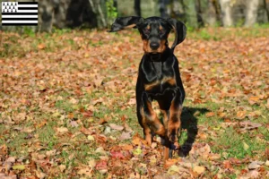 Read more about the article Black and Tan Coonhound breeders and puppies in Brittany