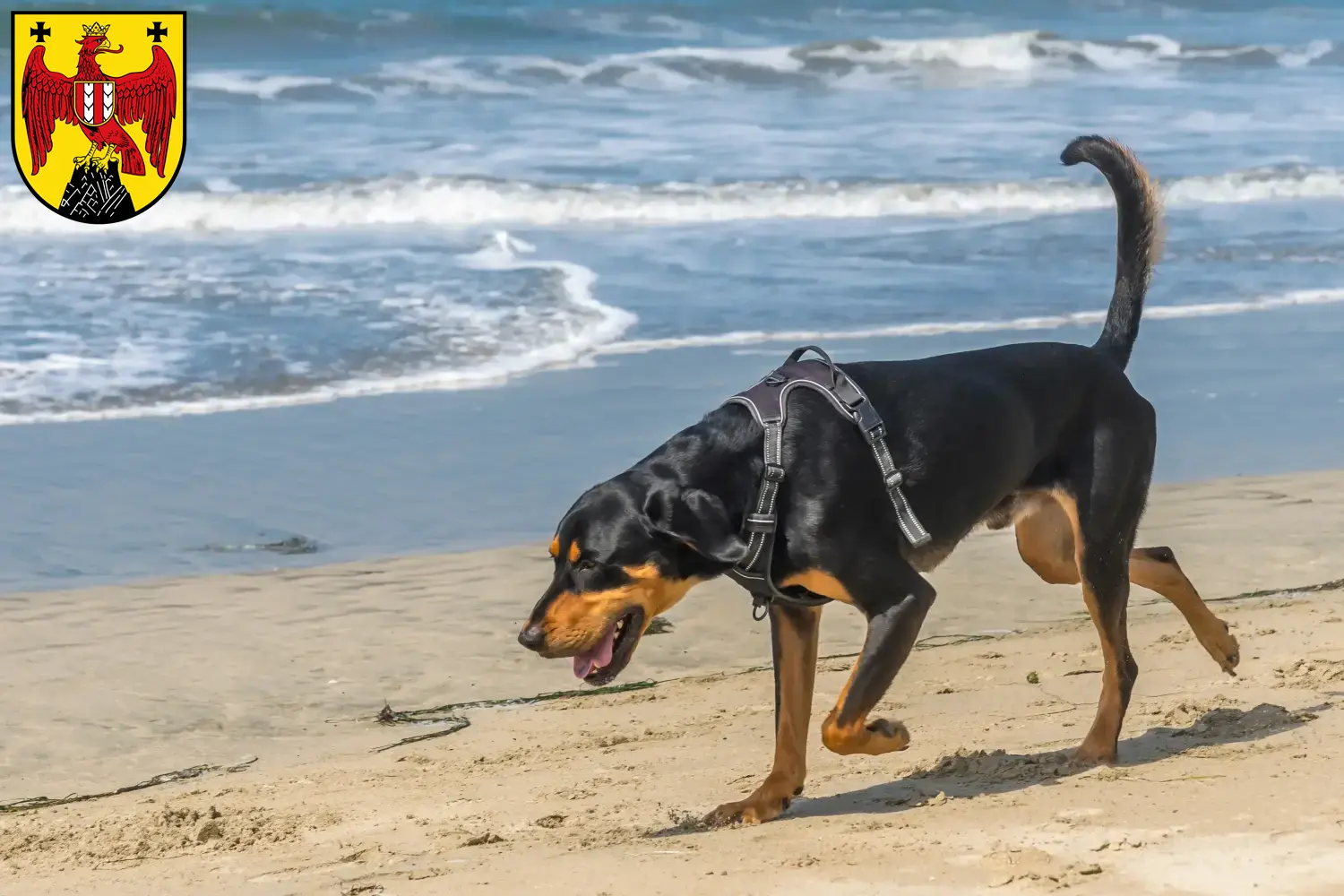 Read more about the article Black and Tan Coonhound breeders and puppies in Burgenland