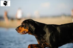 Read more about the article Black and Tan Coonhound breeders and puppies in Corsica