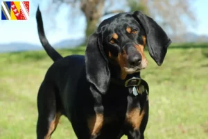 Read more about the article Black and Tan Coonhound breeders and puppies in Grand Est