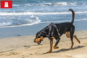 Read more about the article Black and Tan Coonhound breeders and puppies in Hamburg