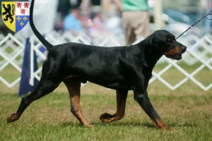 Read more about the article Black and Tan Coonhound breeders and puppies in Hauts-de-France