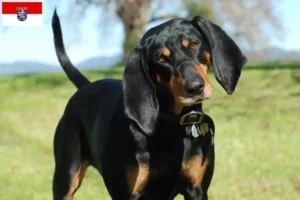 Read more about the article Black and Tan Coonhound breeders and puppies in Hessen