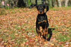 Read more about the article Black and Tan Coonhound breeders and puppies in Hovedstaden