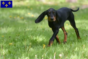 Read more about the article Black and Tan Coonhound breeders and puppies in Île-de-France