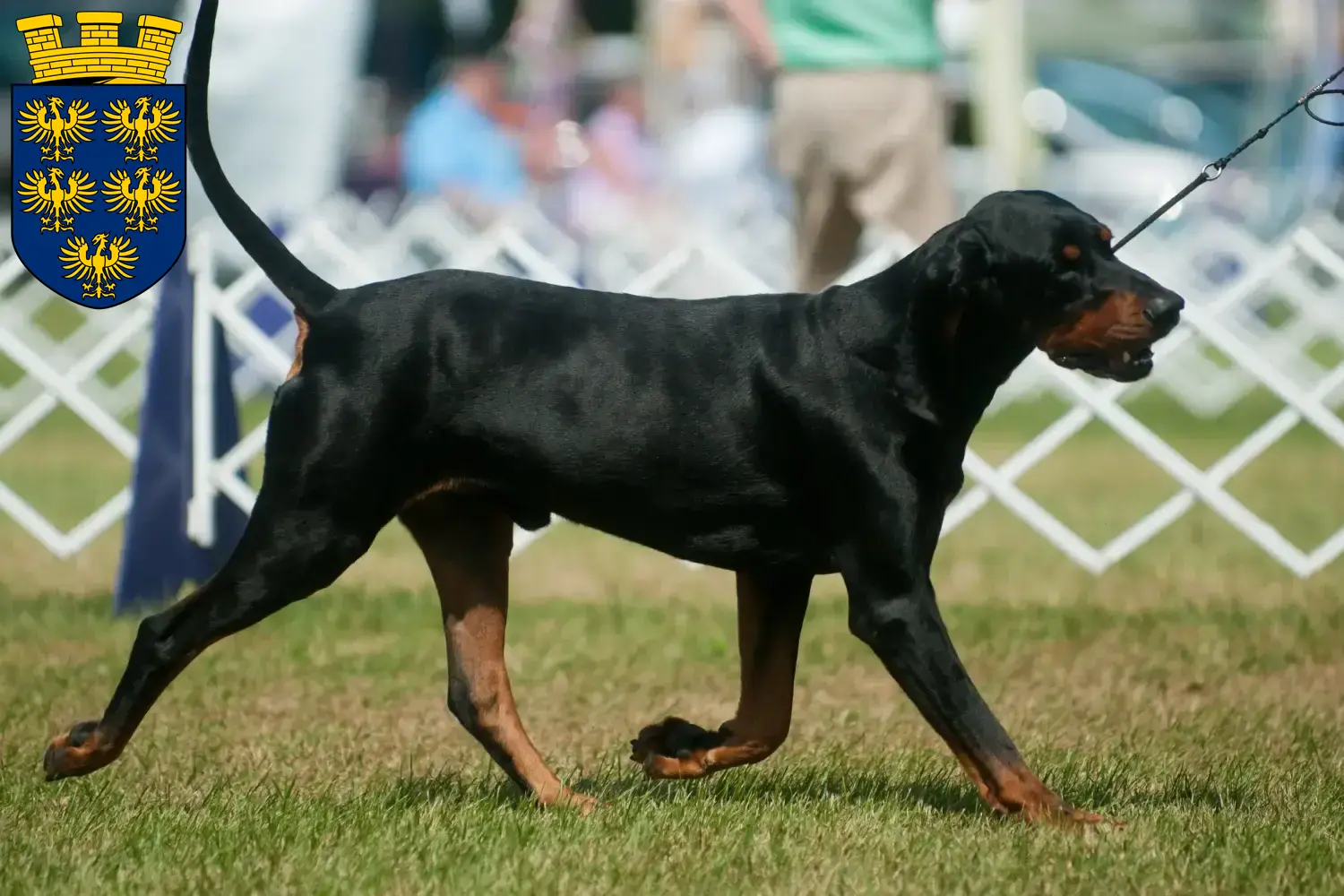 Read more about the article Black and Tan Coonhound breeders and puppies in Lower Austria