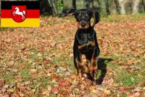 Read more about the article Black and Tan Coonhound breeders and puppies in Lower Saxony