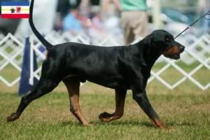 Read more about the article Black and Tan Coonhound breeders and puppies in Mecklenburg-Vorpommern