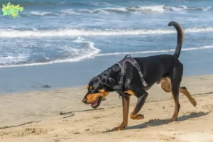 Read more about the article Black and Tan Coonhound breeders and puppies in Midtjylland