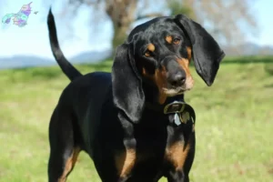 Read more about the article Black and Tan Coonhound breeders and puppies in Nordjylland