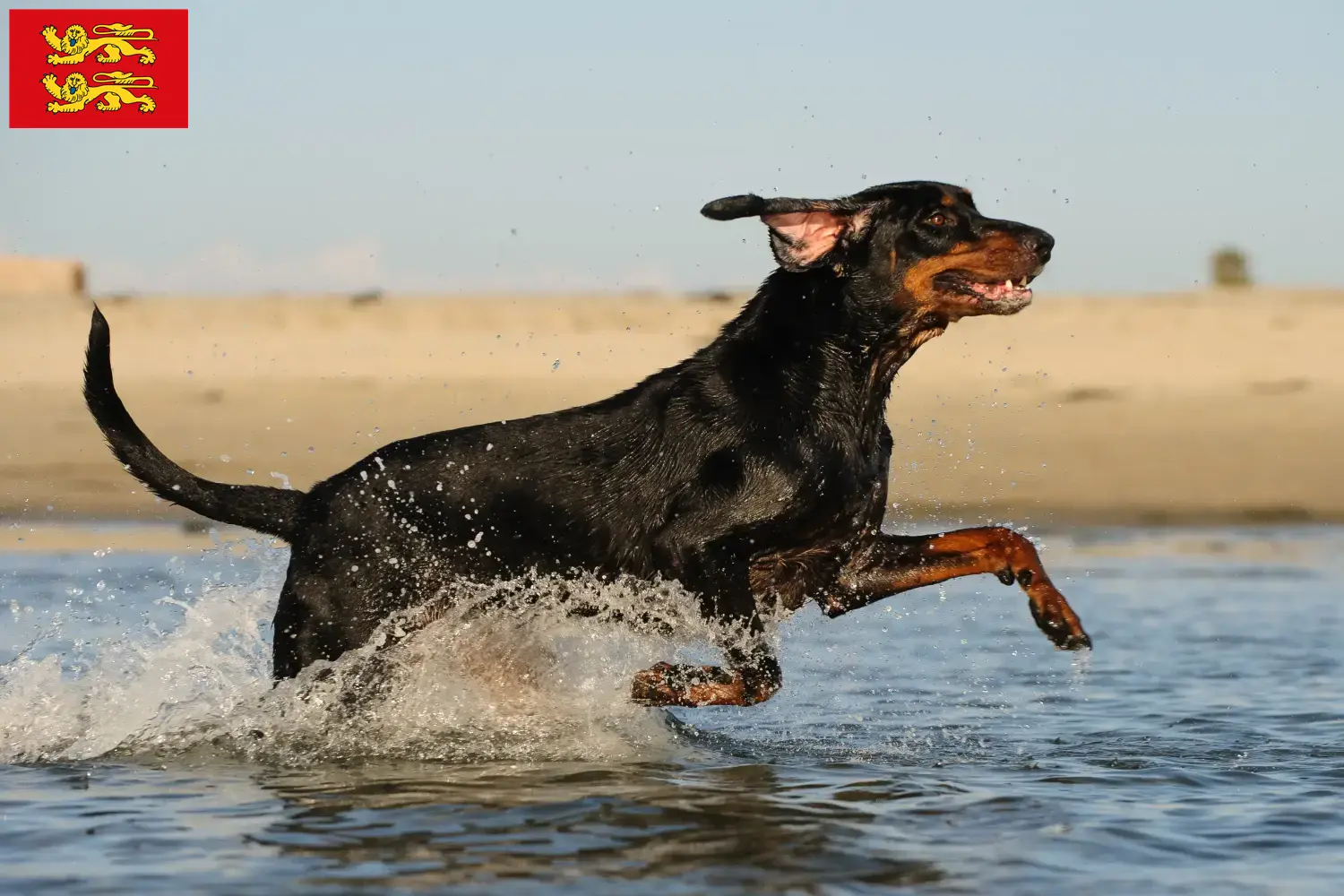 Read more about the article Black and Tan Coonhound breeders and puppies in Normandy