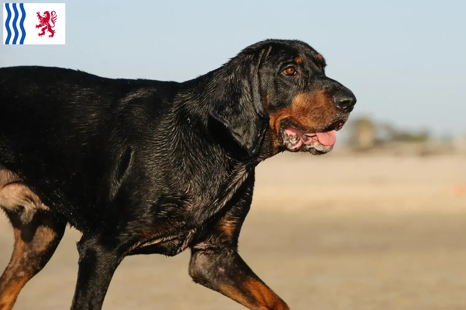 Read more about the article Black and Tan Coonhound breeders and puppies in Nouvelle-Aquitaine